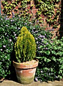 CHAMAECYPARIS ELLWOODS GOLD IN CONTAINER