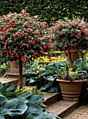 STANDARD FUCHSIA IN CONTAINERS