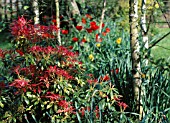PIERIS FOREST FLAME IN SPRING GARDEN
