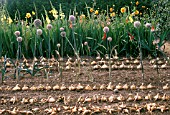 ONIONS IN VEGETABLE BED, UPROOTED BULBS AND GONE TO FLOWER