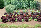 SMALL VEGETABLE GARDEN