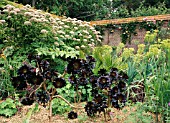 AEONIUM ARBOREUM SCHWARTZKOPF IN THE WALLED GARDEN AT EAST RUSTON OLD VICARAGE