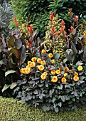 DAHLIA DAVID HOWARD WITH CANNA X GENERALIS DAZZLER