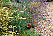 PAPAVER RHOEAS WITH LONICERA NITIDA BAGGESENSS GOLD AND LAVANDULA HIDCOTE