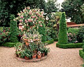 STANDARD FUCHSIA CELIA SMEDLEY - EAST RUSTON OLD VICARGE