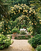 ARCHES OF ROSA MAIGOLD AT EAST RUSTON