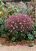 GERANIUM MADERENSE