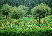 STANDARD RIBES UVA-CRISPA, GOOSEBERRY
