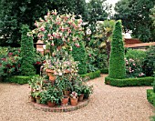 STANDARD FUCHSIA CELIA SMEDLEY IN LARGE CONTAINER AT EAST RUSTON OLD VICARAGE