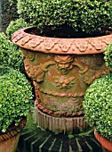 DECORATIVE TERRACOTTA CONTAINER WITH CLIPPED BUXUS SEMPERVIRENS