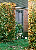 AUTUMN GARDEN VIEW THROUGH FAGUS SYLVATICA HEDGE - EAST RUSTON OLD VICARAGE