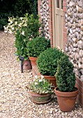 POTTED BUXUS SEMPERVIRENS