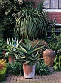 AGAVE AMERICANA IN CONTAINER