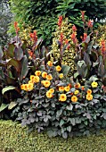 HOT BORDER,  CANNA X GENERALIS DAZZLER WITH DAHLIA DAVID