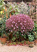 GERANIUM MADERENSE