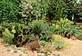AEONIUM ARBOREUM SCHWARZTOPF WITH ECHEVERIA AND EUPHORBIA
