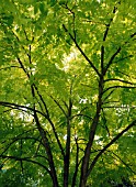 ROBINIA PSEUDOACAIA FRISIA,  BACKLIT TRANSLUCENT YELLOW GREEN LEAVES.