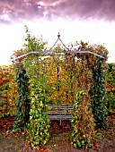 ARBOR  BOWER WITH MIXED CLIMBERS,  HEDERA COLCHICA IN AUTUMN.