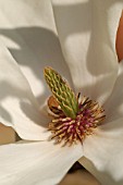 MAGNOLIA GRANDIFLORA CLOSE UP OF FLOWER