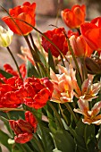 TULIPA ASSORTMENT