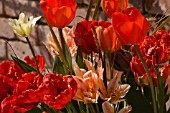 TULIPA ASSORTMENT