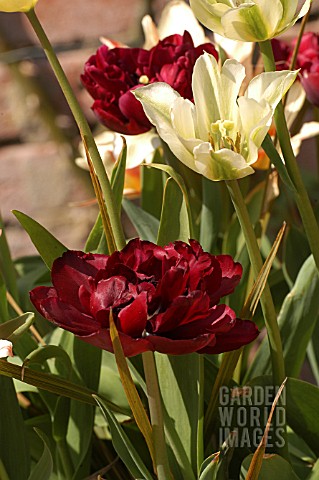 TULIPA_UNCLE_TOM_AND_SPRING_GREEN
