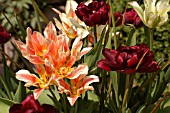 TULIPA ASSORTED