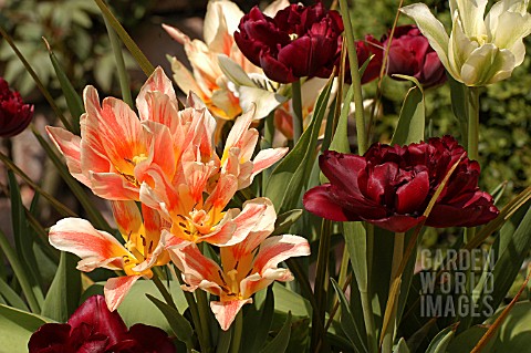 TULIPA_ASSORTED