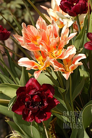 TULIPA_ASSORTED