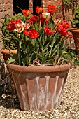 TULIPA ASSORTMENT IN CONTAINER