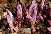 LATHRAEA CLANDESTINA  PURPLE TOOTHWORT