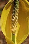 LYSICHITON AMERICANUS  YELLOW SKUNK CABBAGE