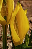 LYSICHITON AMERICANUS  YELLOW SKUNK CABBAGE