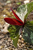 TRILLIUM ERECTUM  SQUAW ROOT