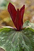 TRILLIUM ERECTUM  SQUAW ROOT