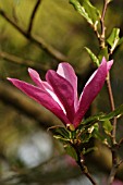 MAGNOLIA LILIFLORA NIGRA