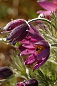 PULSATILLA VULGARIS  PASQUE FLOWER