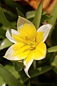 TULIPA TARDA