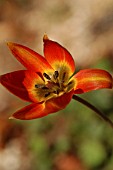 TULIPA WHITTALLII