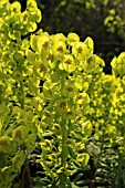 EUPHORBIA CHARACIAS