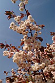 PRUNUS PERSICA CHERRY BLOSSOM