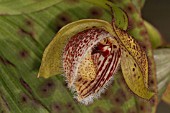 ORCHID  CYPRIPEDIUM LICHIANGENSE SLIPPER ORCHID