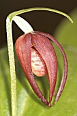 ORCHID,  CYPRIPEDIUM PALANGSHANENSESLIPPER ORCHID