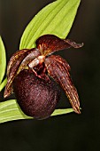 CYPRIPEDIUM TIBETICUM