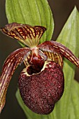 CYPRIPEDIUM TIBETICUM