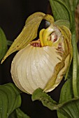 CYPRIPEDIUM VENTRICOSUM