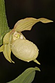 CYPRIPEDIUM X VENTRICOSUM