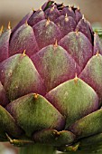 CYNARA SCOLYMUS,  ARTICHOKE