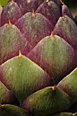 CYNARA SCOLYMUS,  ARTICHOKE