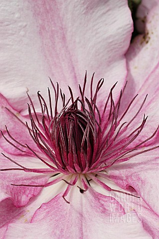 CLEMATIS__NELLY_MOSER